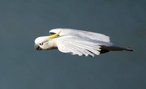 Sulphur crested Cockatoo