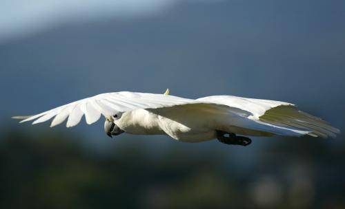 Sulphur crested Cockatoo