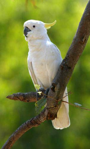 Sulphur crested Cockatoo