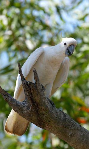 Sulphur crested Cockatoo