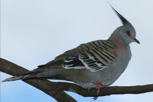 Crested Pigeon