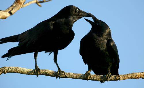 Torresian Crow