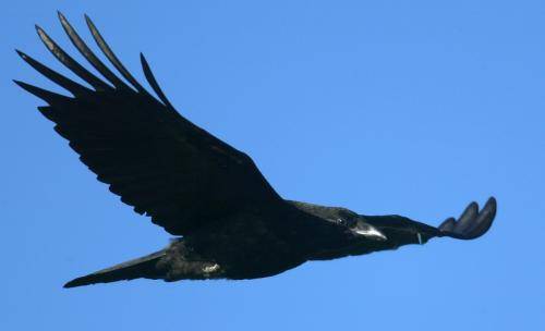 Torresian Crow