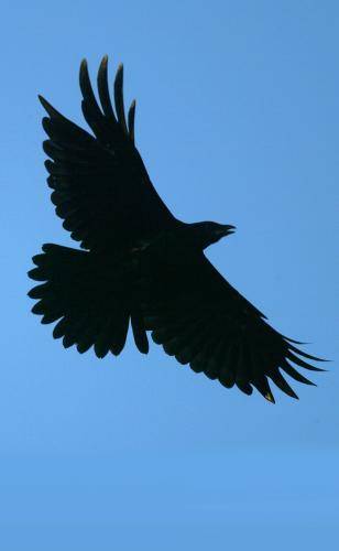 Torresian Crow