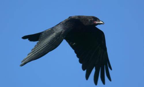 Torresian Crow