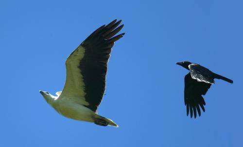 Torresian Crow & White bellied Sea Eagle