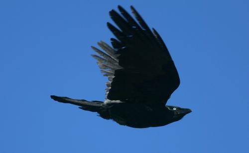 Torresian Crow