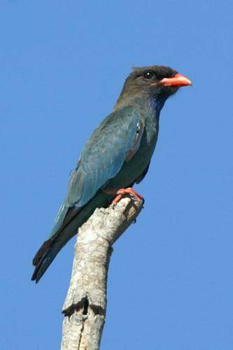 Dollarbird