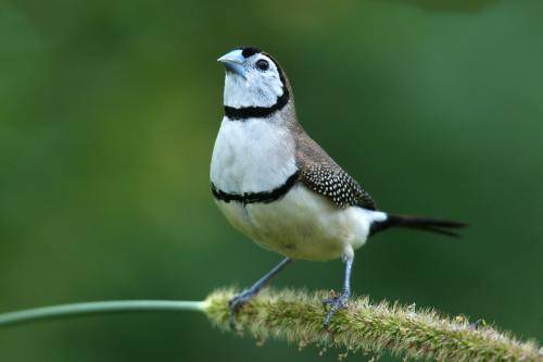Double barred Finch