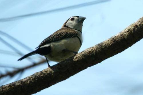 Double barred Finch