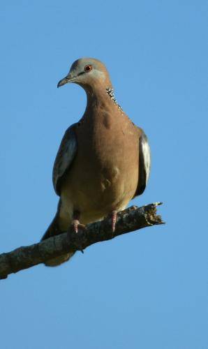 Spotted Turtle Dove