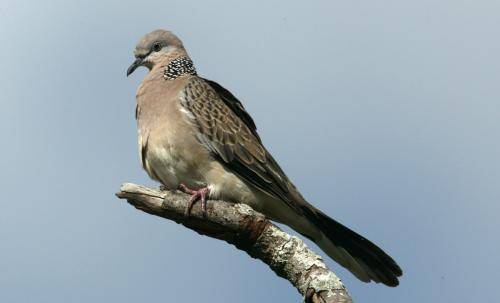 Spotted Turtle Dove
