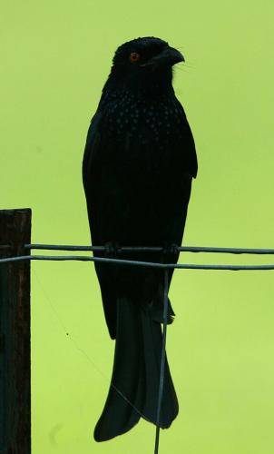 Spangled Drongo