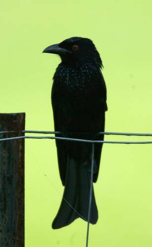 Spangled Drongo