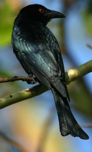 Spangled Drongo