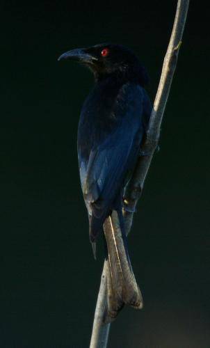 Spangled Drongo