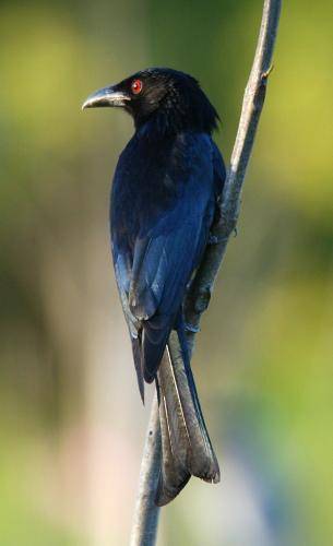 Spangled Drongo