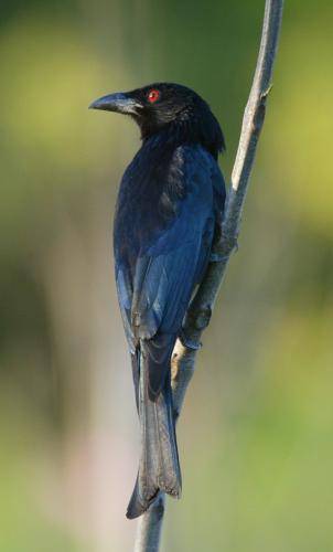 Spangled Drongo