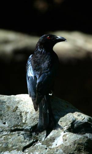 Spangled Drongo