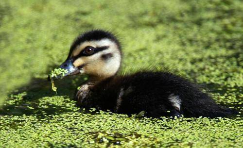 Pacific Black Duck