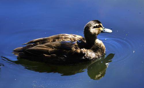 Pacific Black Duck