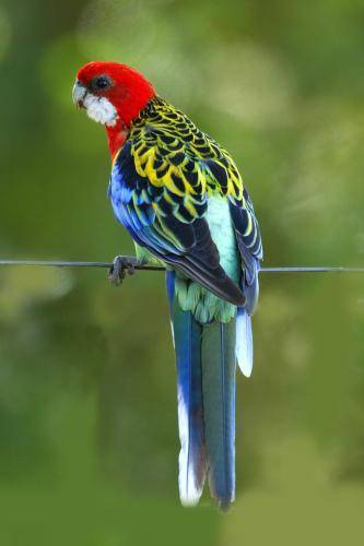 Eastern Rosella