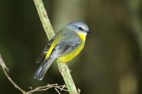 Eastern yellow Robin