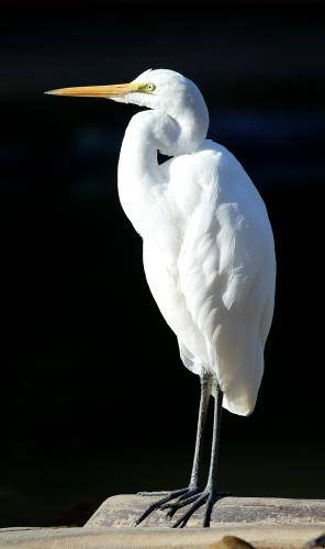Intermediate Egret
