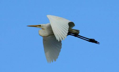 Intermediate Egret