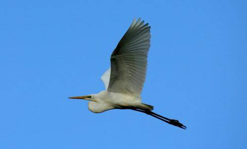 Intermediate Egret