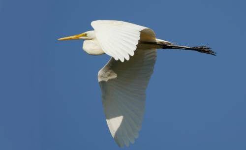 Intermediate Egret