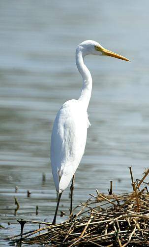 Intermediate Egret