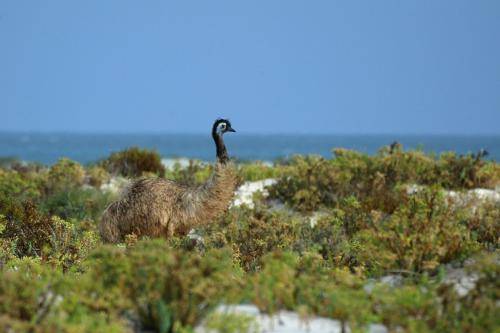 Emu