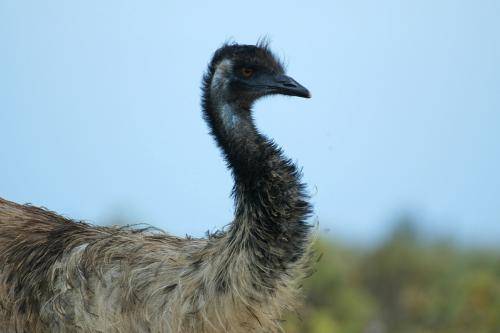 Emu