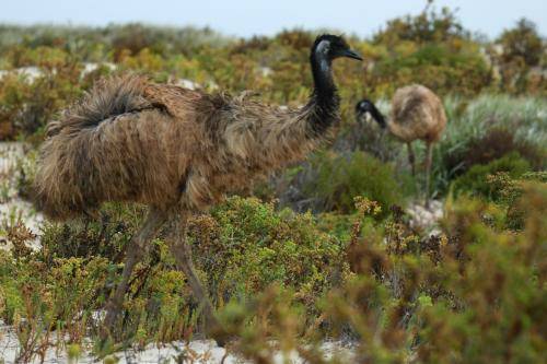 Emu