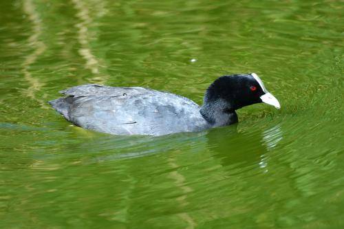 Eurasian Coot