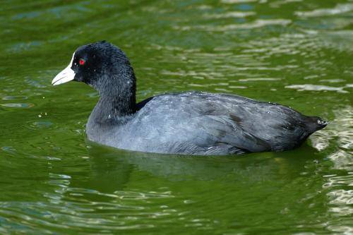 Eurasian Coot