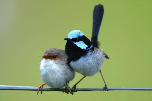 Superb Fairy-Wren