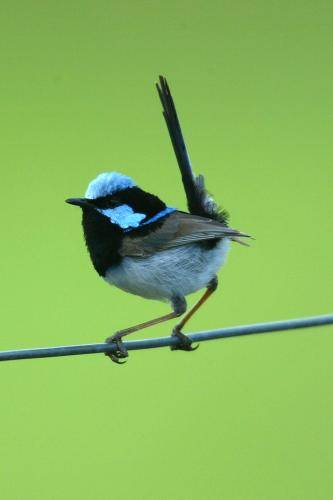 Superb Fairy-Wren