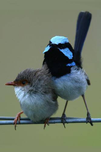 Superb Fairy-Wren