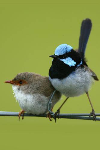 Superb Fairy-Wren