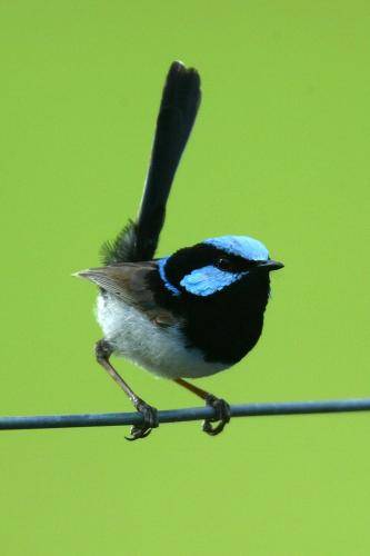 Superb Fairy-Wren