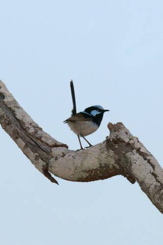Superb Fairy-Wren