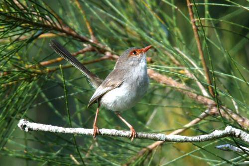 Superb Fairy-Wren