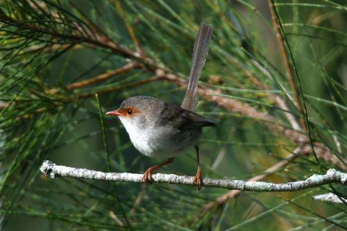 Superb Fairy-Wren