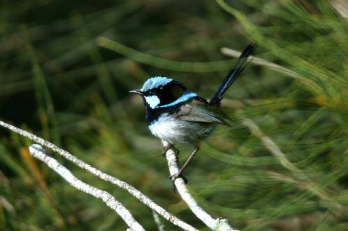 Superb Fairy-Wren