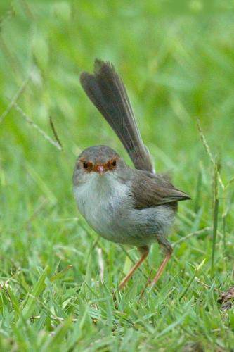 Superb Fairy-Wren