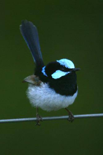 Superb Fairy-Wren