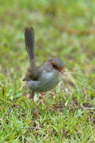 Superb Fairy-Wren