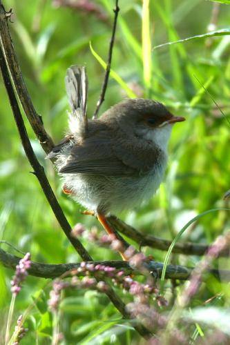 Superb Fairy-Wren